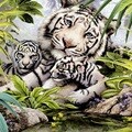 숲속의 백호가족 [1000피스/직소퍼즐/동물/PL1280]