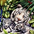 밀림의 백호가족 [500피스/직소퍼즐/동물/PL729]