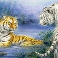 황호와 백호 첫만남 [1000피스/직소퍼즐/동물/PL1355]