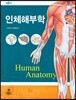 인체해부학