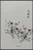 시화무