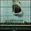 Black Mountain - Wilderness Heart (LP)