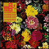 Ra Ra Riot - Superbloom (Colored Vinyl LP)