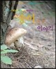 송이버섯 이야기