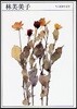 林芙美子 1903－1951