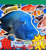 小學館の圖鑑 NEO 魚シ-ル