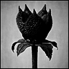 Masayoshi Fujita - Book Of Life (MP3 Download)(LP)