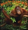 おらんう-たんのおうち
