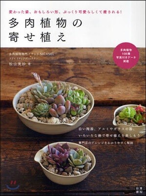 多肉植物の寄せ植え