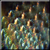 Stealing Sheep - Into The Diamond Sun (LP)