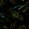 Hessian - Manegarmr (LP)