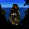 I Am Oak - Osmosis (Vinyl LP)