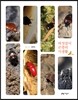 버섯살이 곤충의 사생활