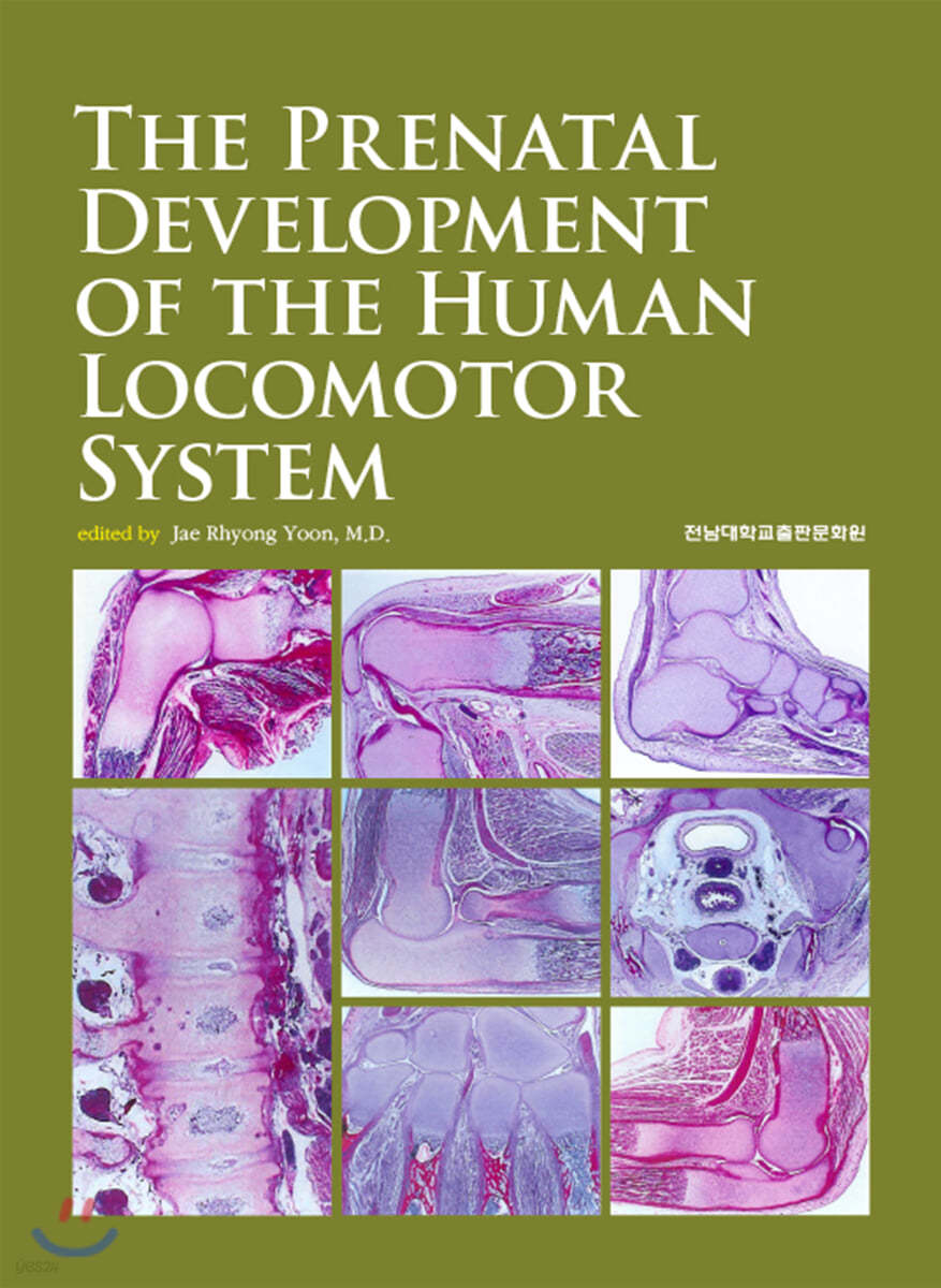 The Prenatal Development of the Human Locomotor System