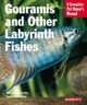 Gouramis and Other Labyrinth Fishes: Everything about Natural History, Purchase, Health Care, Breedi