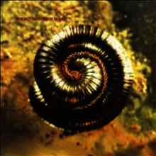 Nine Inch Nails (NIN) - Closer To God (CD)