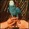 Andrew Bird (앤드류 버드) - Are You Serious