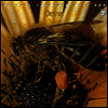 Le Orme - Piccola Rapsodia Dell'Ape (LP)