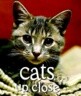 Cats Up Close: The Guide to Vintage Patterns and Clothing
