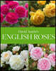 David Austin's English Roses