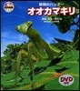 DVD圖鑑   6 オオカマキリ