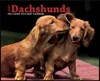 Just Dachshunds 2014 Calendar