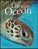 Lifesize: Ocean: See Ocean Creatures at Their Actual Size