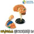 러닝리소스 인체 해부 모형 뇌