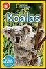 Koalas