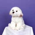 위더펫 리얼 강아지 인형 말티즈