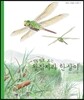 세밀화로 보는 왕잠자리 한살이