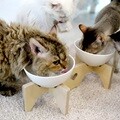 엉클펫 반려동물 고양이 강아지 식기 받침대 도자기식기 1구/2구/3구