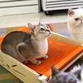 엉클펫 자작나무 고양이 망사 스크래쳐 매쉬 해먹