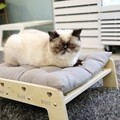 엉클펫 자작나무 반려동물 고양이 강아지 쿠션 침대