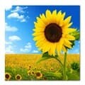 DIY 페인팅 스카이바라기 PE39 (25x25)