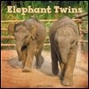 Elephant Twins