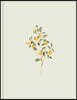 CSB Notetaking Bible, Hosanna Revival Edition, Lemons