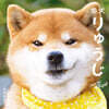 Shiba Inu Ryuji