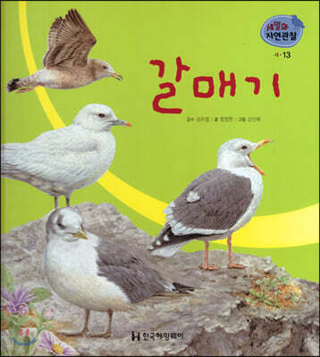 세밀화 자연관찰 13 갈매기