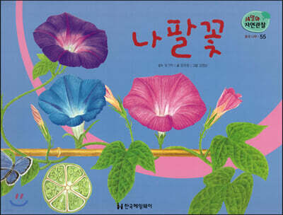 세밀화 자연관찰 55 나팔꽃
