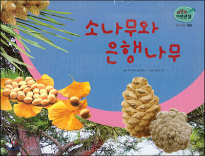 세밀화 자연관찰 59 소나무와 은행나무