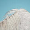 Widowspeak (위도우스픽) - 3집 All Yours [LP]