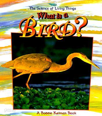 What Is a Bird?