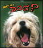 What Is a Dog