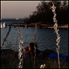 Weyes Blood - Cardamom Times (Download Card)(Vinyl LP)