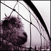 Pearl Jam - Vs (Remastered)(180G)(LP)