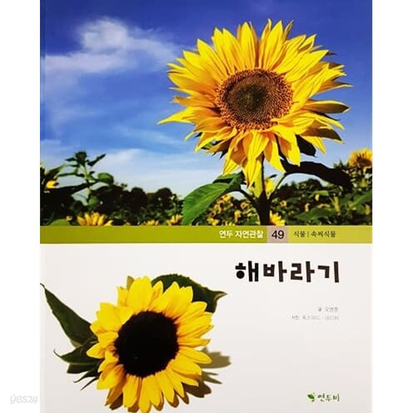 해바라기 - 연두 자연관찰 49