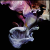 Simian Mobile Disco - Murmurations (Gatefold Cover)(2LP)