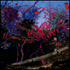 Animal Collective - Here Comes The Indian (Vinyl LP)