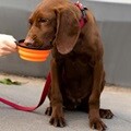 PH 접이식 강아지 길고양이 밥그릇 식기 밥 물 그릇